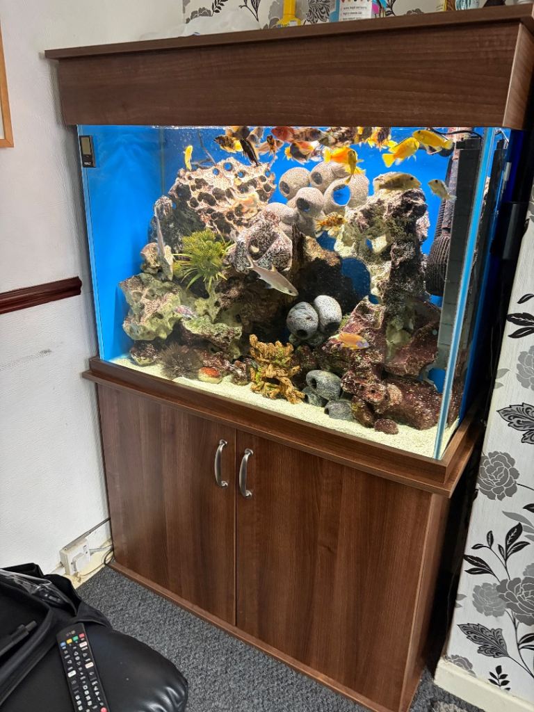 Full fishtank setup £600