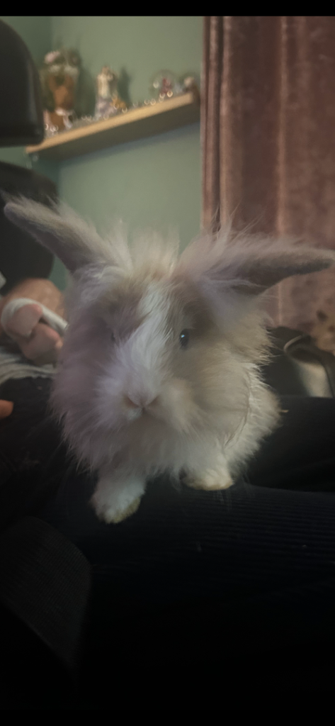 Double mained mini lops Fluffy Rabbits