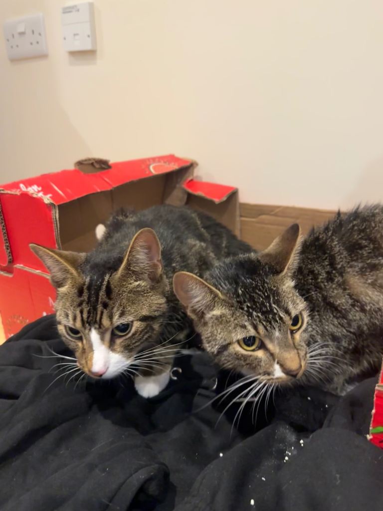Brother & Sister Cats To A Good Home 