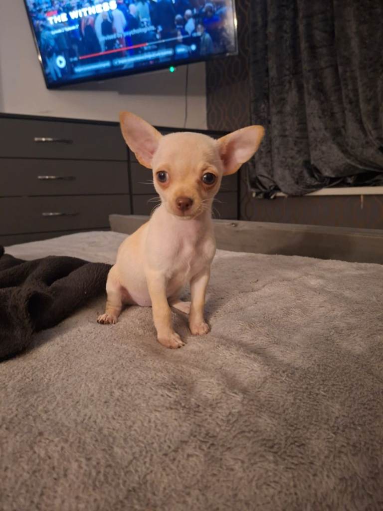 White Chihuahua puppies