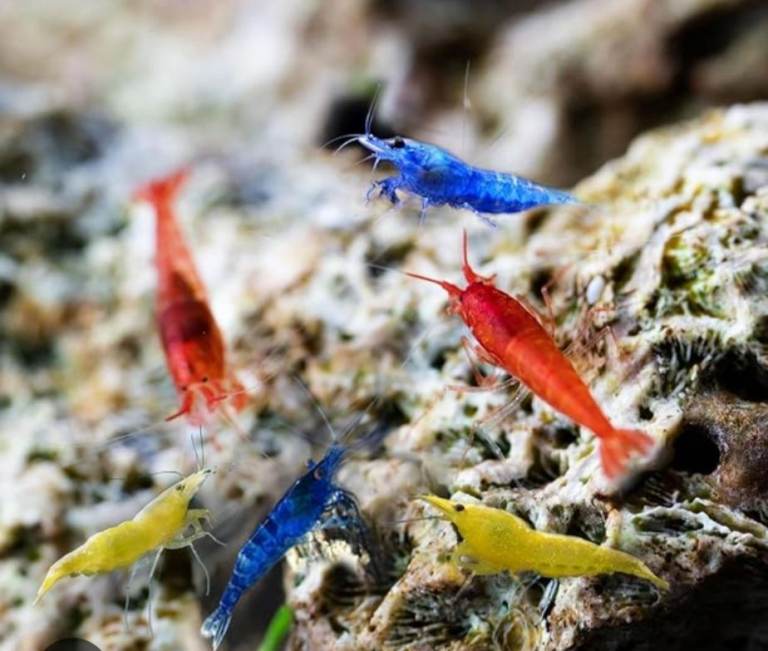 Aquarium shrimp med. grade reds & yellows £1 blues £2 honeycomb pleco £35 NR5 0PX 