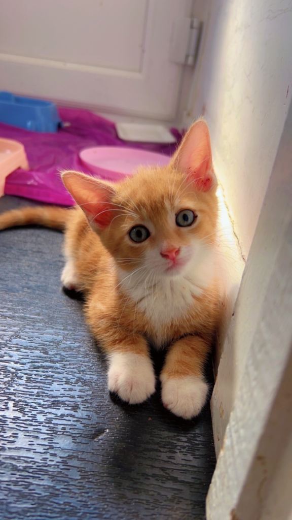 Kittens 