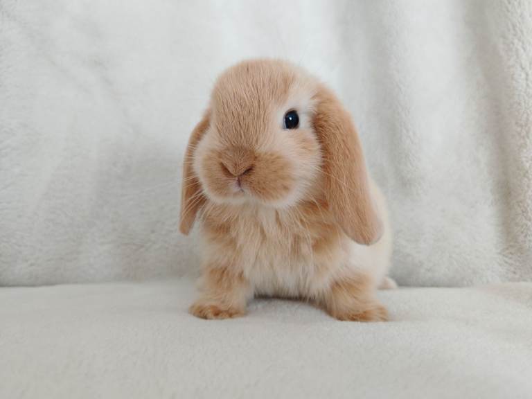 Beautiful Baby Rabbits for sale 