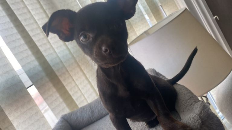 Patterdale cross female puppy 