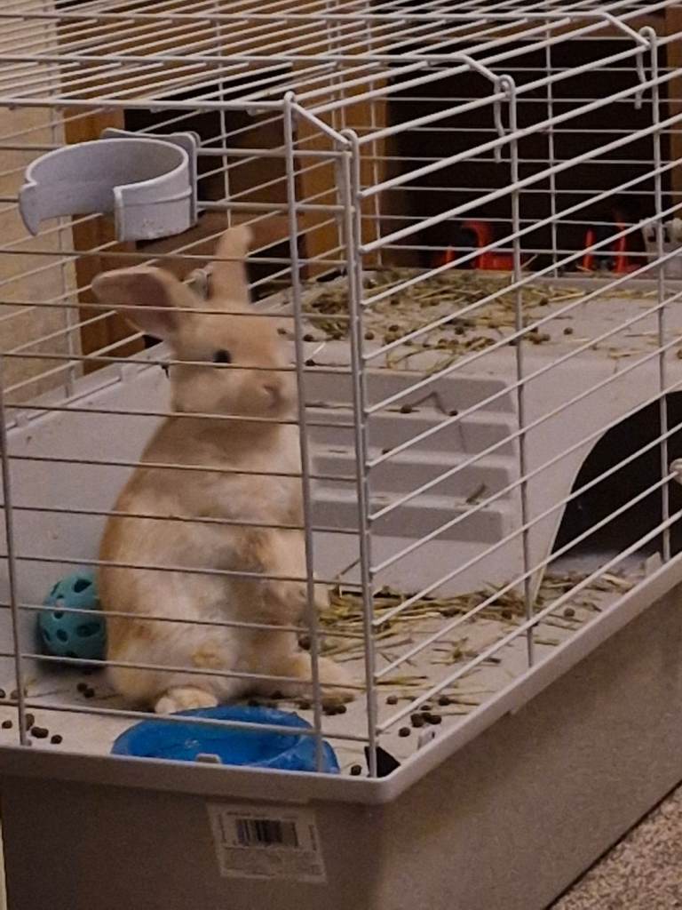 Mini Lop female 