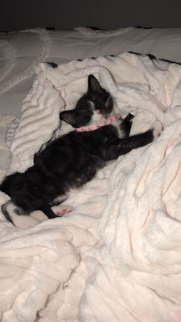 Kitten with entire move in kit