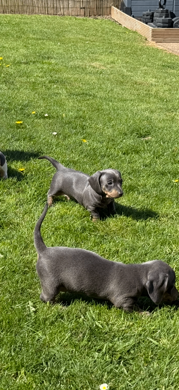 Miniature dachshund 