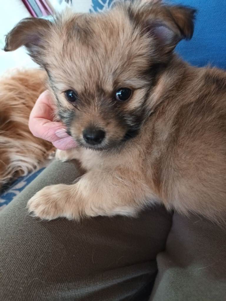 Fluffy adorable Pomchi puppies