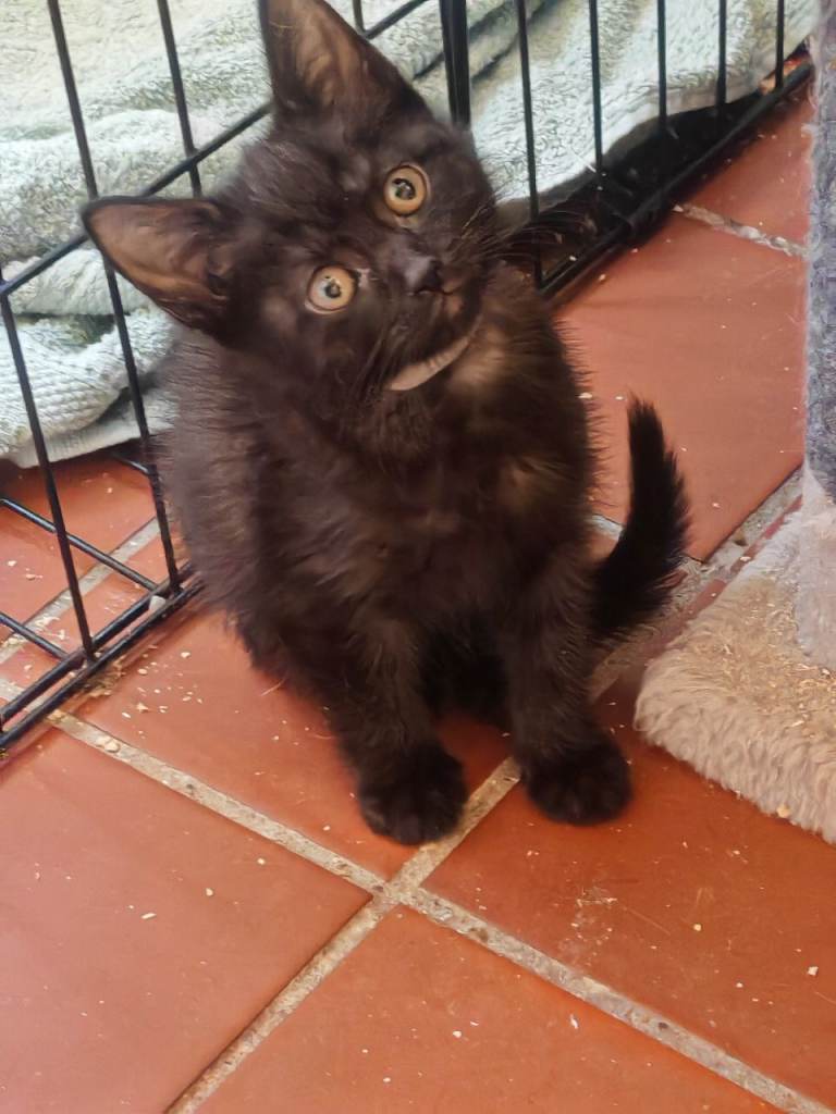British short hair kittens 