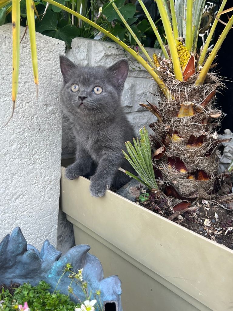 Grey kitten 