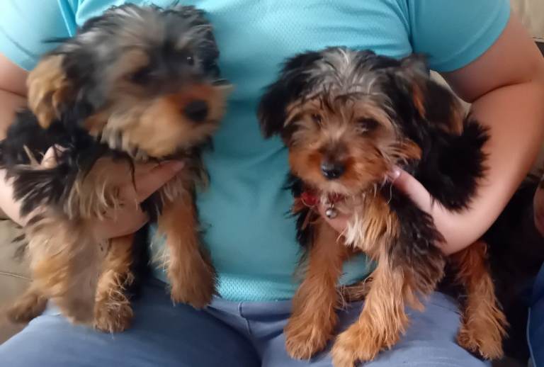 3 beautiful male Yorkshire terrier puppies 