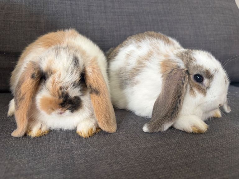 Baby lops 