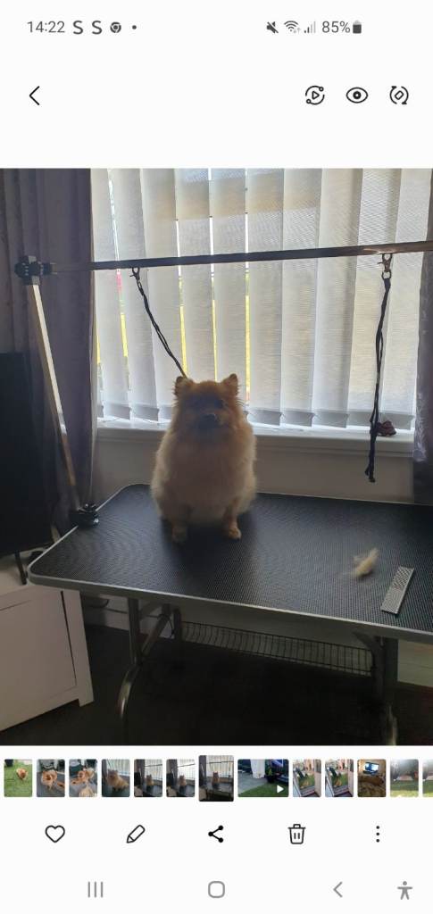 Pawhut medium dog grooming table 