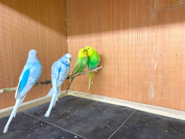 Quality Baby Budgies for sale 