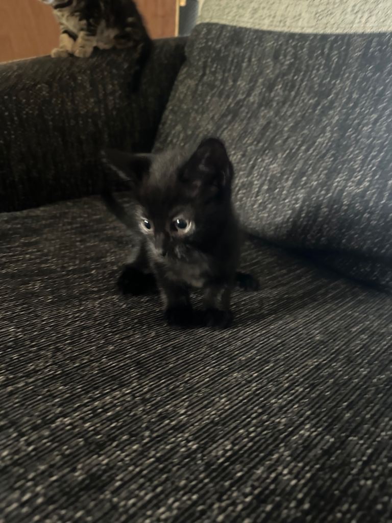 Kittens 