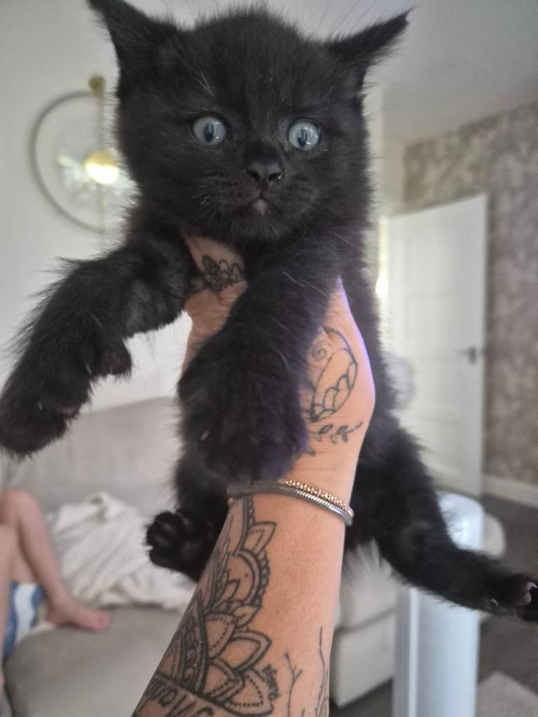 British short haired x maincoon polydactyl kittens 