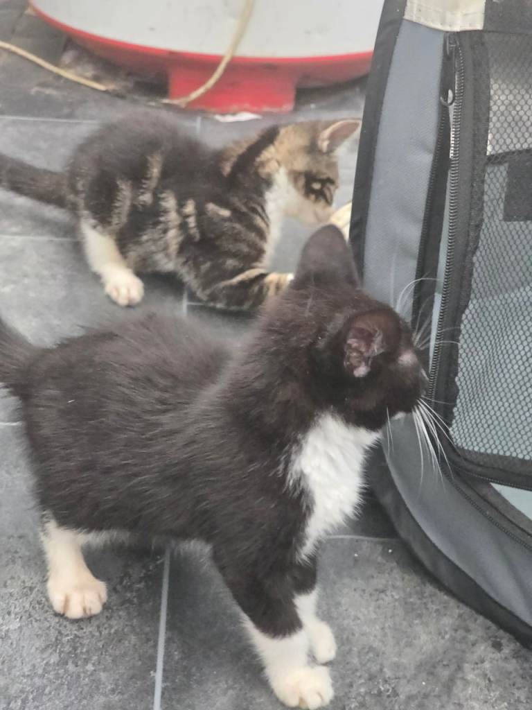 Two kittens for sale 