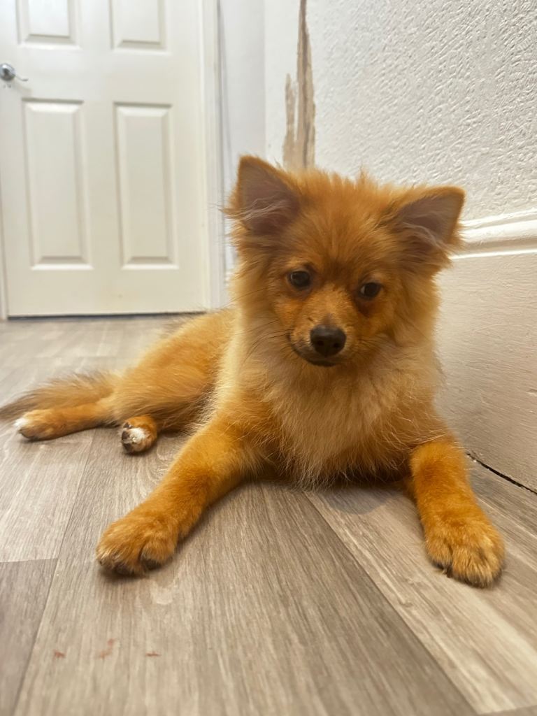 Boy Pomeranian puppy 