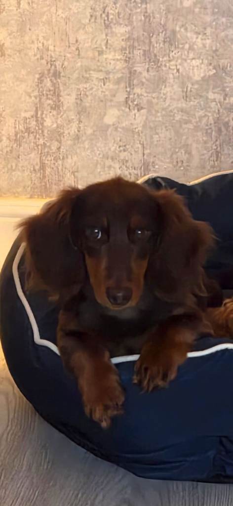 Long haired mini dacshund 