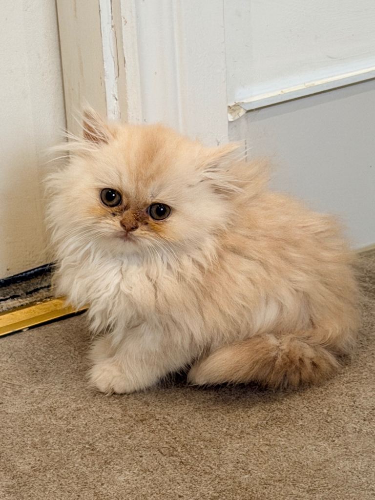 Cream Shell Cameo Persian kittens for sale- ONLY ONE REMAINING ♥️