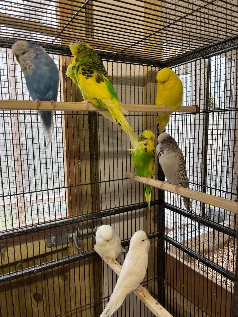 Young budgies