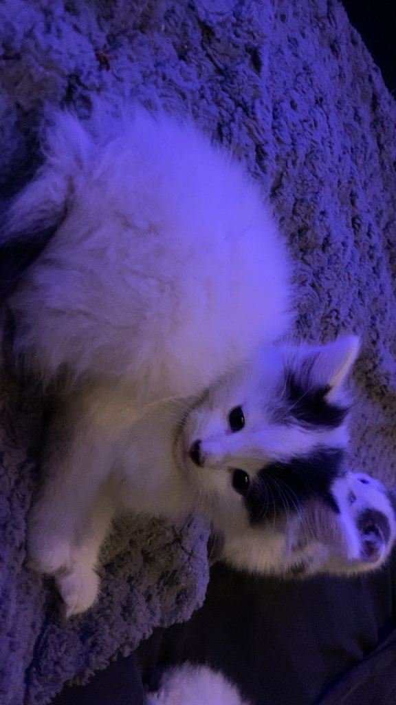 Beautiful kittens for sale 