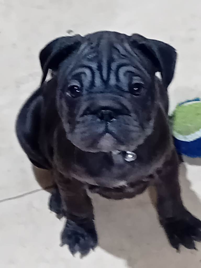 Puppys for sale 2 left 