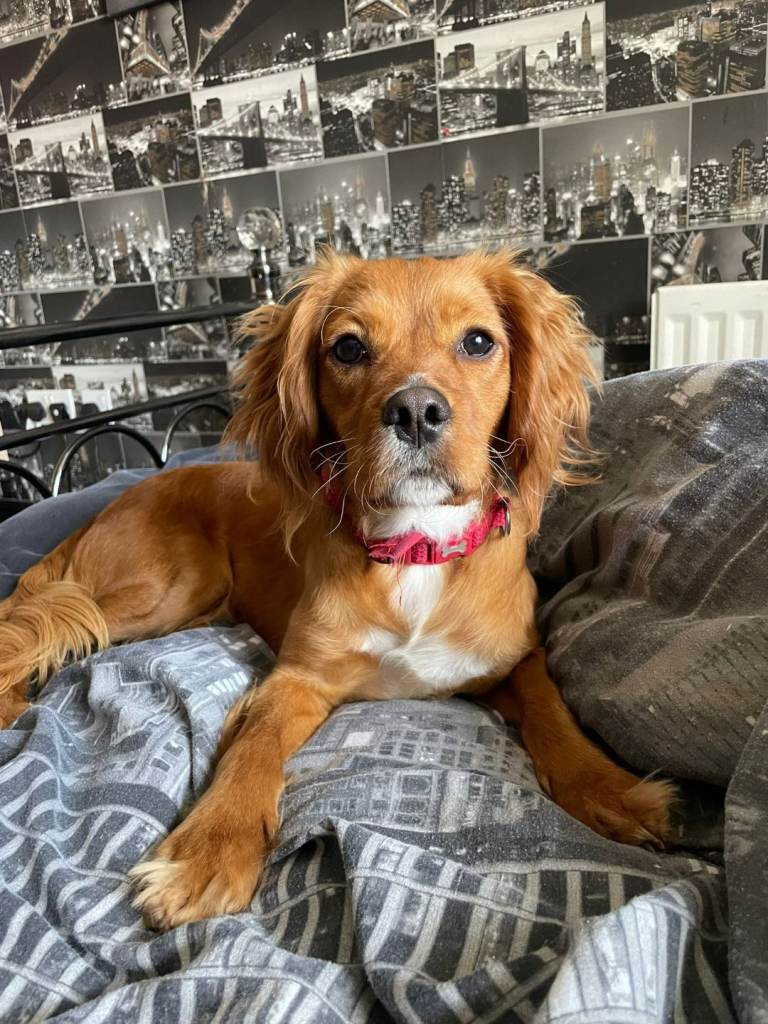 Cockerspanial cross 1 year old