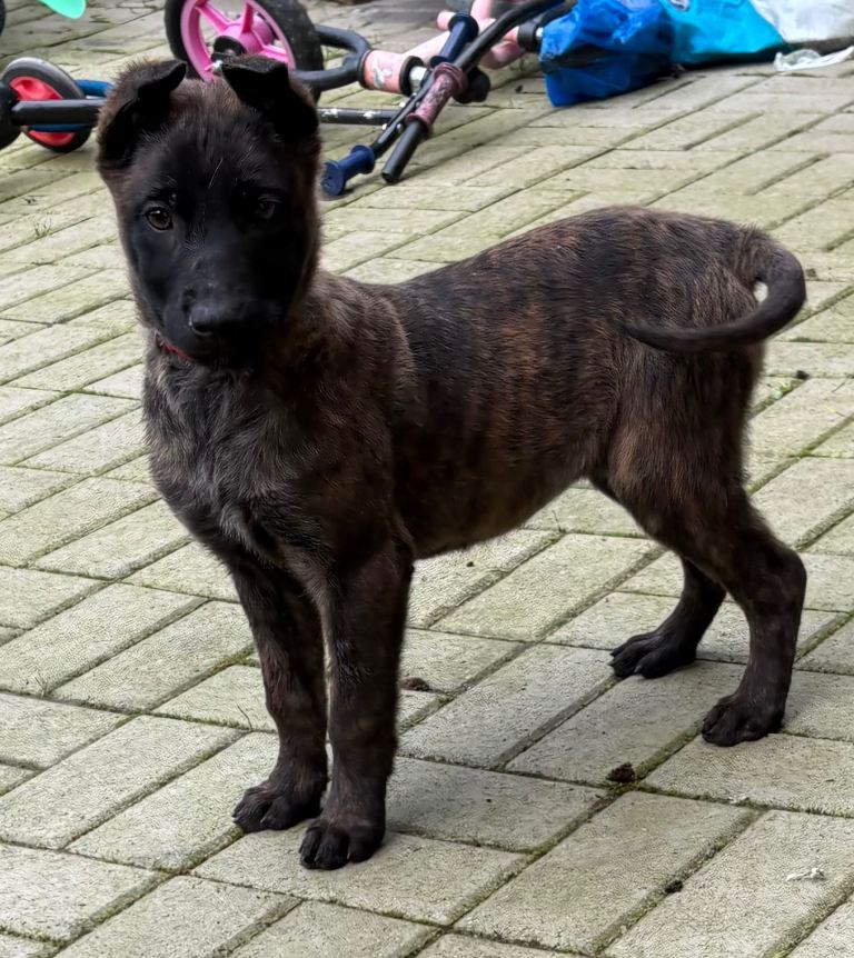 Dutch herder x Belgium malinois pups
