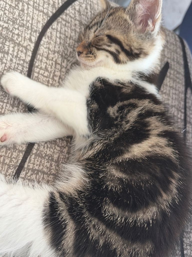 Cat for sale 
