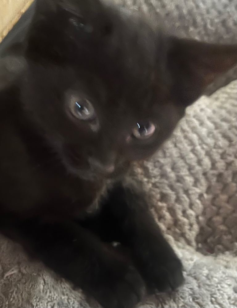 Kitten mixed breed 