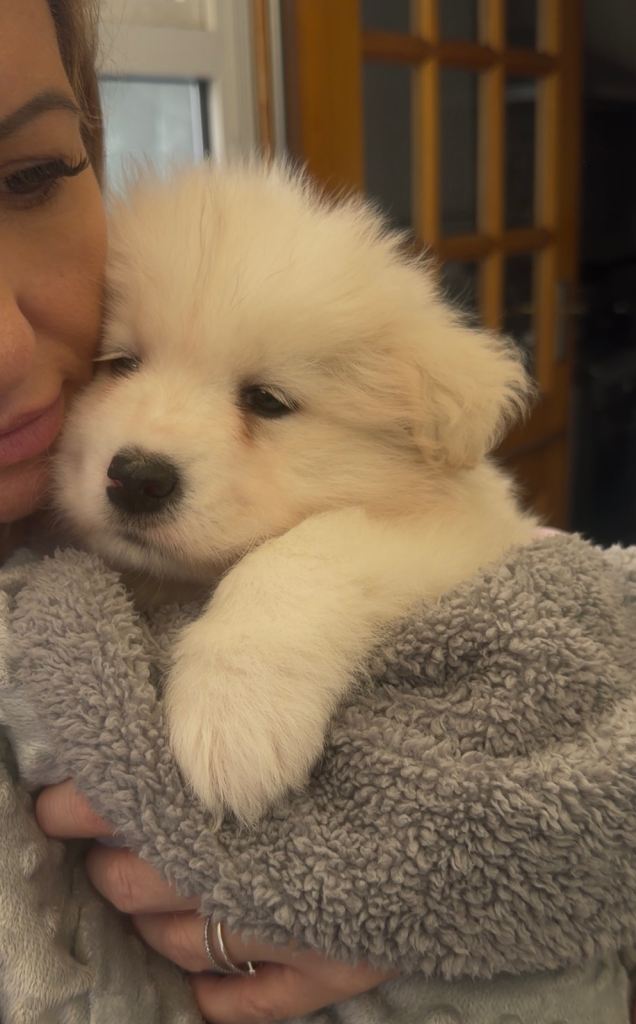 1 Stunning Samoyed puppy boy left