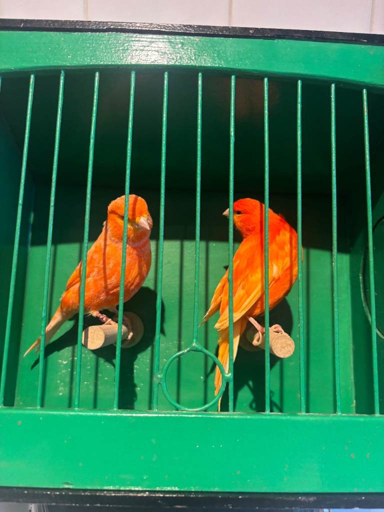 red factor canaries