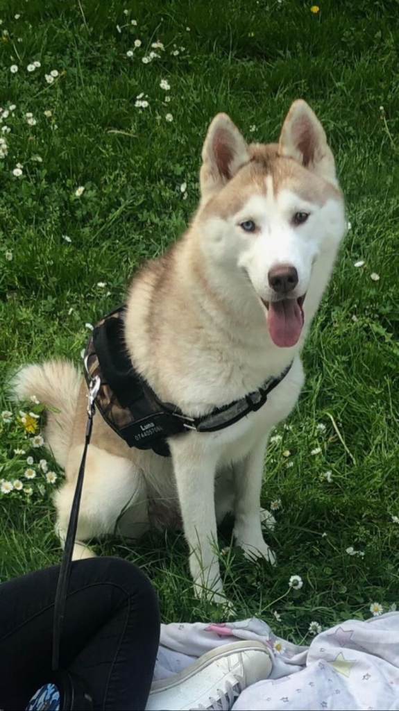 Siberian Husky Female
