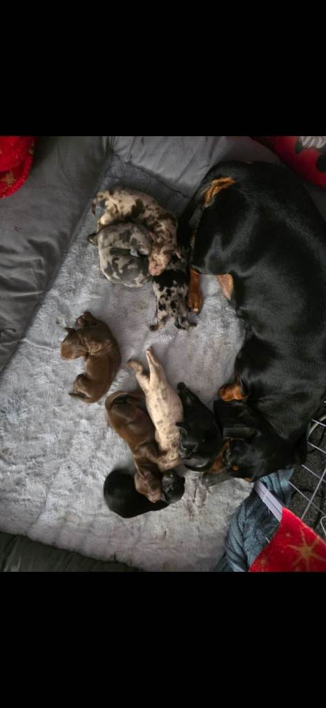 Miniature Dachshund Puppies Seeking Loving Homes