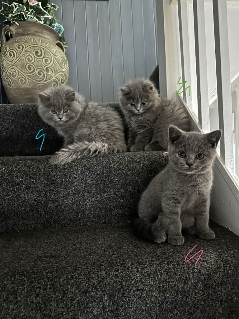 Beautiful British Shorthair Kittens