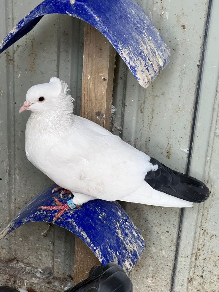 Pigeons