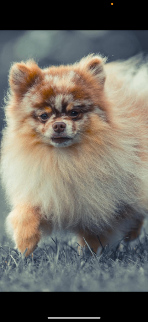 Pomeranian 