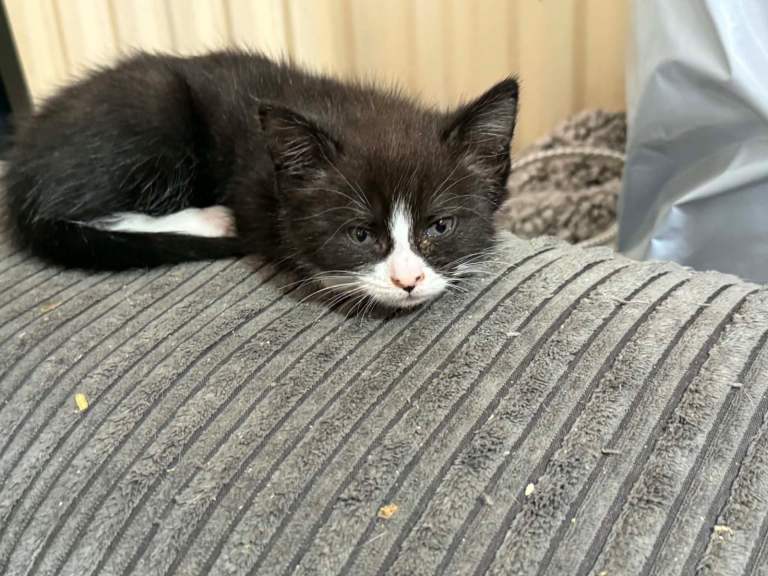 Kitten for sale 