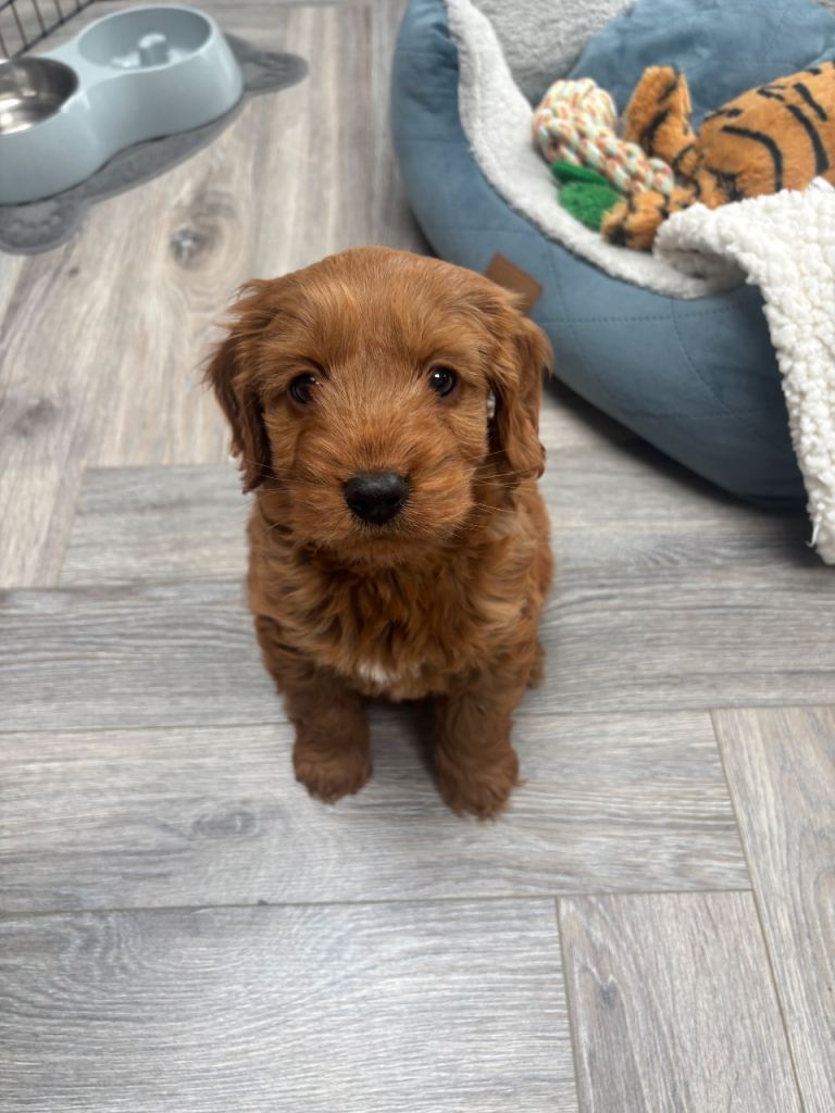 Cavapoo puppy 