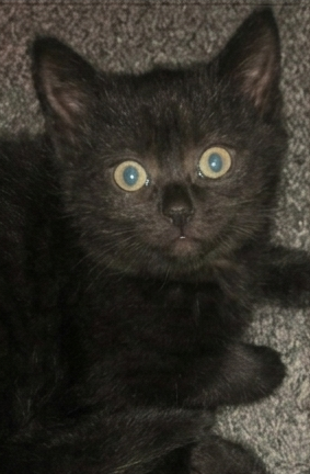 British shorthair cross kittens, ready to leave