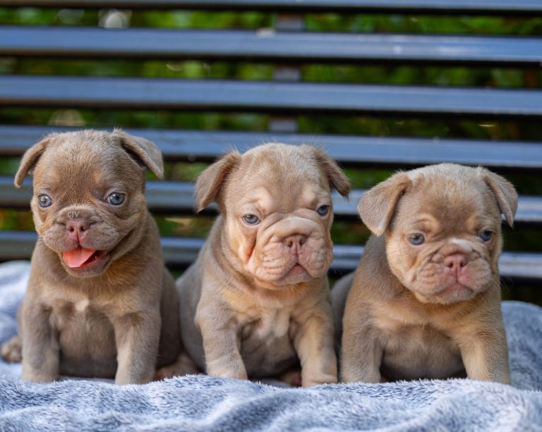  Kc French bulldogs