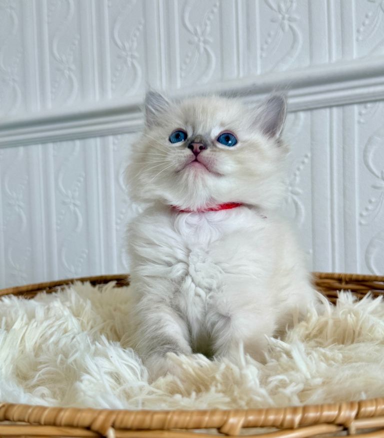 Beautiful Pure Ragdoll Kittens – Fully Vaccinated & Health Tested Parents