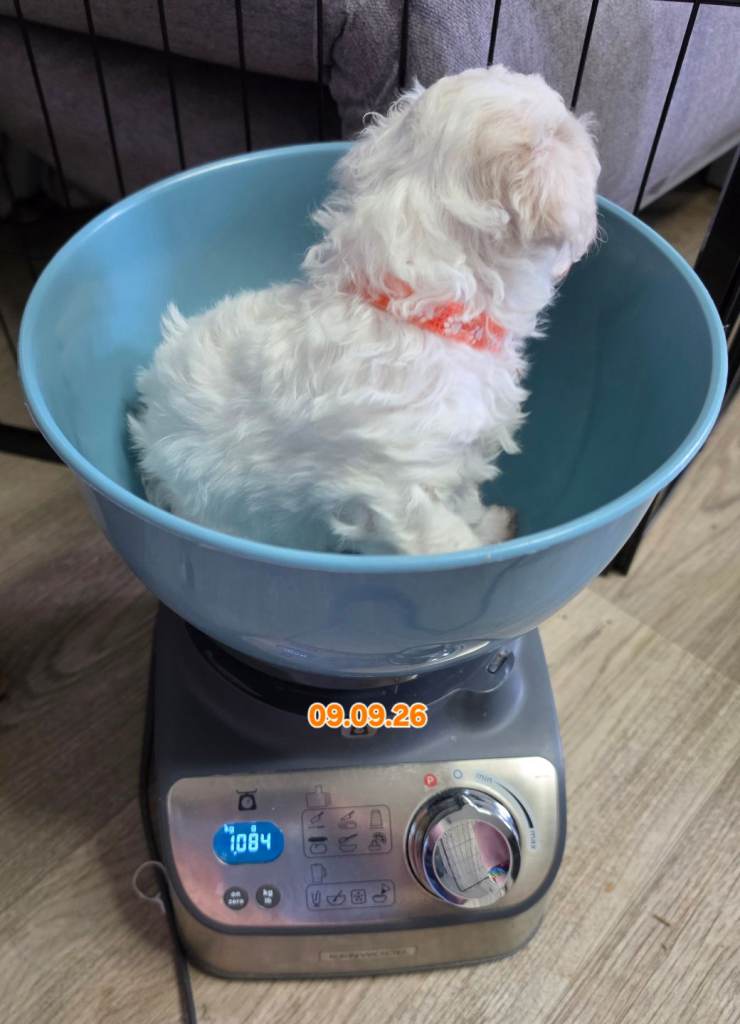 Bichon frise pups 