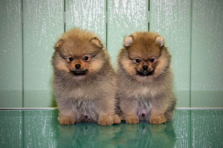 Beautiful Pomeranian Puppies Boys