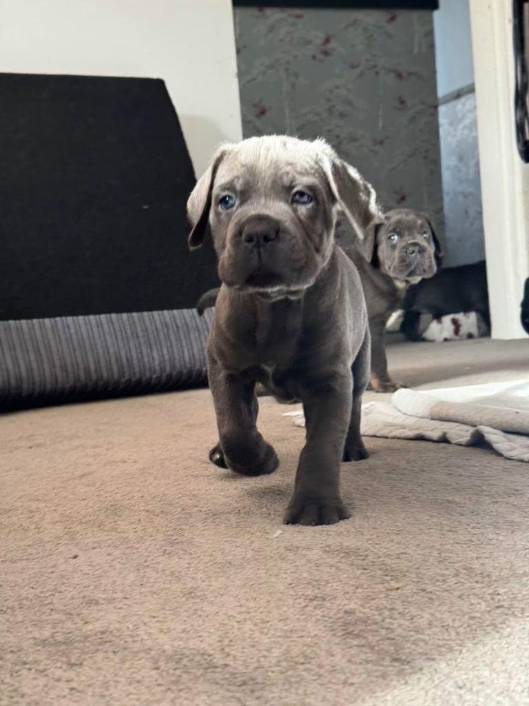 Cane Corso cross Puppies 1 x female left!! 