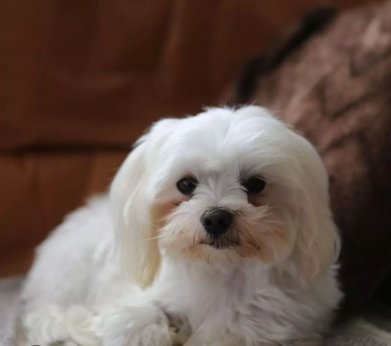 Maltese dog 