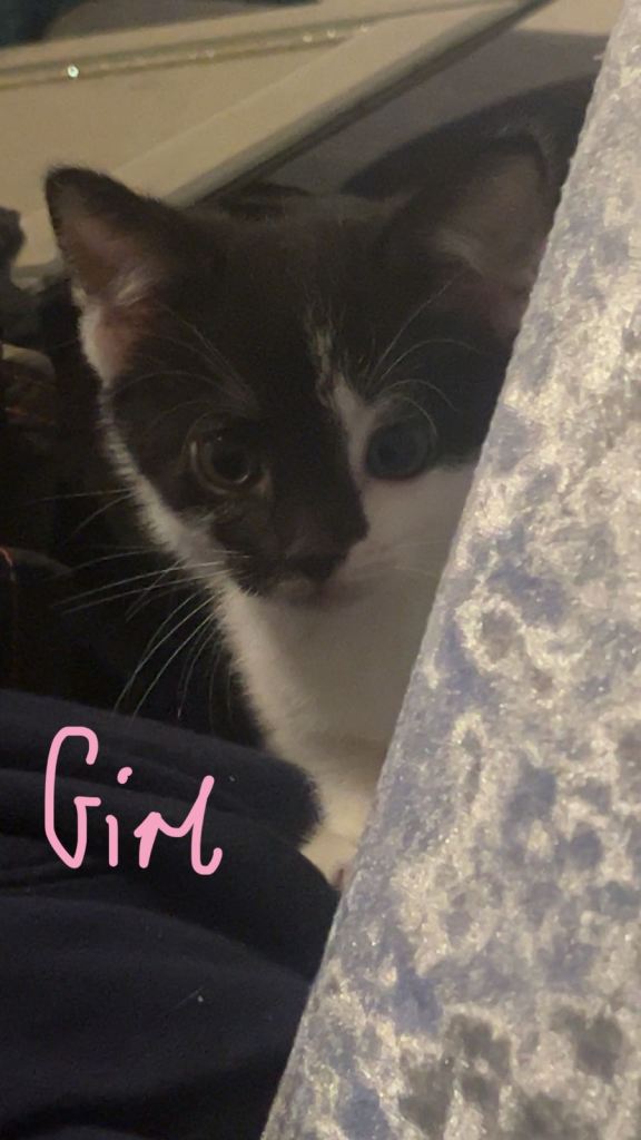 Kittens for sale