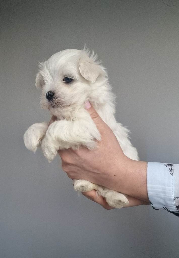 KC registered maltese puppies