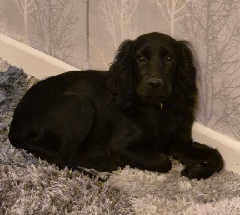 Cocker spaniel female 